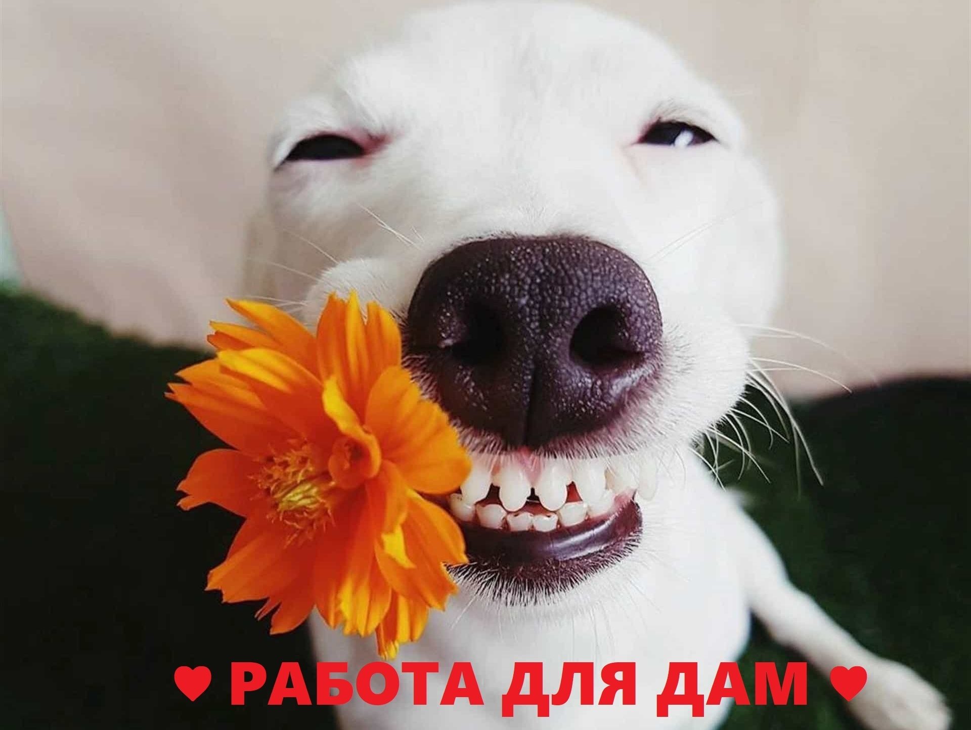 SAJTA Высокооплачиваемая вакансия